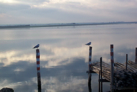 Laguna di Lesina (14)